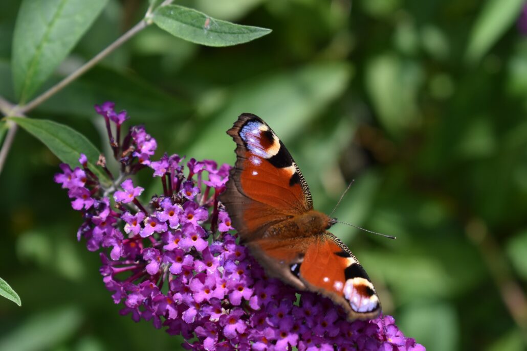 Butterflies as indicators of our impacts on nature